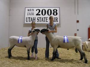 2008 Utah State Fair Champion Ram and Champion Ewe