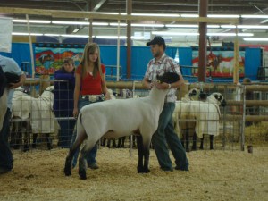 Reserve Grand Champion Ram at Eastern Idaho State Fair